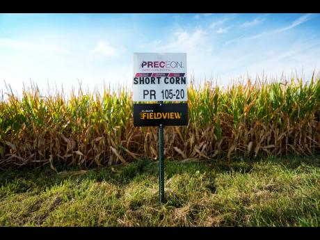 AP
Short corn is seen in one of farmer Cameron Sorgenfrey’s fields, Monday, September 2024, in Iowa, USA. 