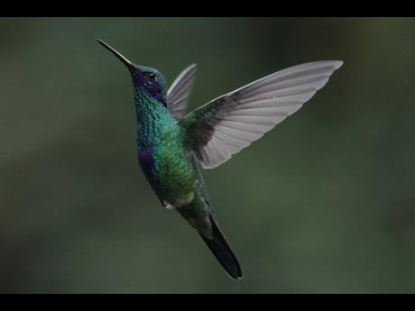 A Sparkling Violetear hummingbird hovers at the Yanacocha Reserve.