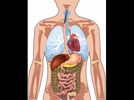 Credit: iPhotos Maintaining good gut health is fundational to physical, mental, and metabolic health.