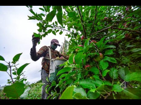 
Michael Johnson, a migrant worker from the island nation of Jamaica, uses a ladder to pick higher apples on a tree at the Scott Farm Orchard, in Dummerston, Vermont, in September 2020.