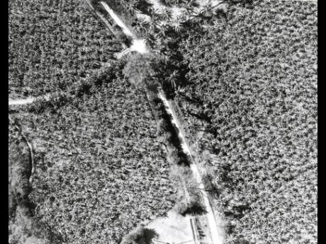 An aerial view of banana plantations