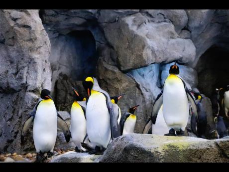 Penguins hanging out at Calgary Zoo, Calgary, Canada