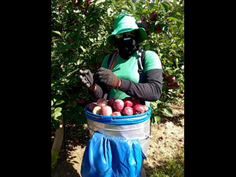 Maria Peart, a participant in the Canadian Farm Work Programme.