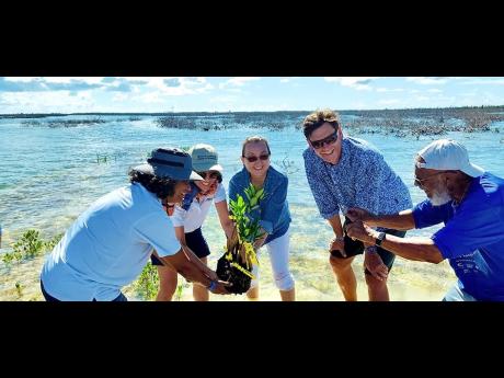 CBF board and team members plant mangrove seedlings in The Bahamas.