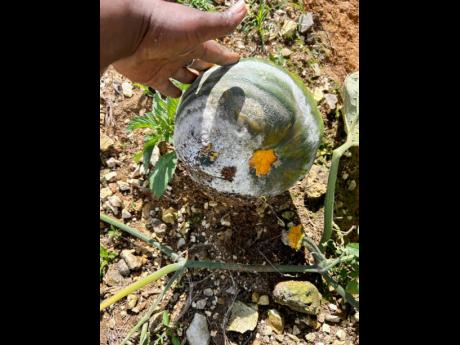 Black rot has destroyed Graham’s five-acre pumpkin crop.
