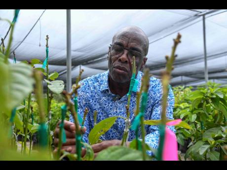 Locksley Waites, fruit tree crop specialist, tends to fruit crops at the Bodles Research Station in Old Harbour, St Catherine.
