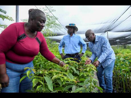 From left: Georgia Clarke, research assistant at the Bodles Research Station, Don McGlashan, principal research director for research and development, and Locksley Waites, fruit tree crop specialist, examine fruit plants at the Bodles Research Station in O