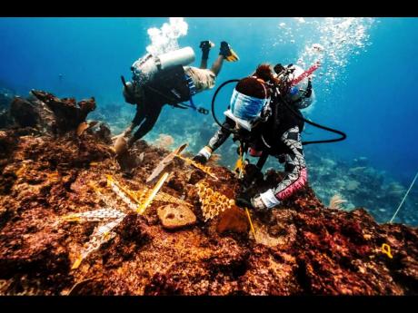 Coral outplanting in the Dominican Republic. 