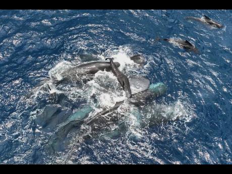 This 2023 photo provided by Project CETI shows female sperm whales holding a newborn calf above the water until it can swim on its own. 