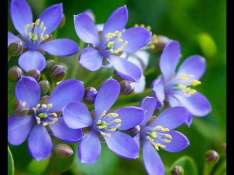 Credit: File Lignum Vitae, Jamaica’s National Flower.
